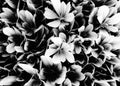 Closeup succulent leaves texture in black and white
