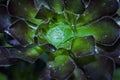 Closeup succulent plant aeonium rosettes