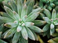 succulent plant Pachyphytum hookeri Variegata ,Salm Dyck features silvery blue-green ,Pachyphytum hookeri variegated