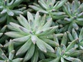 succulent plant Pachyphytum hookeri Variegata ,Salm Dyck features silvery blue-green ,Pachyphytum hookeri variegated