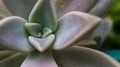 Closeup of succulent plant with unique geometric shape of leaves.