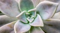 Closeup of succulent plant with unique geometric shape of leaves.