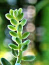 Closeup succulent plants Burro`s-tail macro plants ,sedum morganianum with water drops ,cactus desert plant and green blurred back Royalty Free Stock Photo