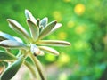 Closeup succulent plants Burro`s-tail macro plants ,sedum morganianum with water drops ,cactus desert plant and green blurred back Royalty Free Stock Photo