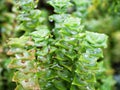 Closeup succulent plants Crassula perforata ,marnieriana ,Jade necklace Vine or Chinese Pagoda