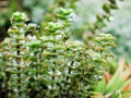 Closeup succulent plants Crassula perforata ,marnieriana ,Jade necklace Vine or Chinese Pagoda