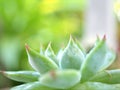 Closeup succulent plants Echeveria pulidonis with soft focus and blurred background , macro image for card design, sweet color Royalty Free Stock Photo