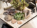 Closeup succulent plants in florarium with rocks, stones and seashell Royalty Free Stock Photo