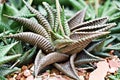 Closeup succulent plants  Haworthia limifolia ,cactus desert plants with flower and blurred background ,macro image ,soft focus, s Royalty Free Stock Photo