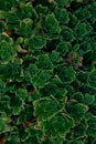 Closeup succulent plants, natural background texture