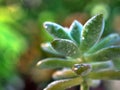 Closeup succulent plants with water drops ,Ghost Graptopetalum paraguayense cactus desert plants and green blurred background Royalty Free Stock Photo