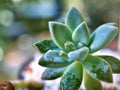 Closeup succulent plants with water drops ,Ghost Graptopetalum paraguayense cactus desert plants and green blurred background Royalty Free Stock Photo