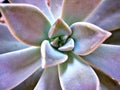 Closeup succulent plants with water drops ,Ghost Graptopetalum paraguayense cactus desert plants and blurred background ,macro Royalty Free Stock Photo