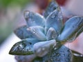 Closeup succulent plants with water drops ,Ghost Graptopetalum paraguayense cactus desert plants and green blurred background Royalty Free Stock Photo