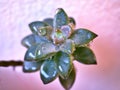 Closeup succulent plants with water drops ,Ghost Graptopetalum paraguayense cactus desert plants and green blurred background Royalty Free Stock Photo