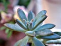 Closeup succulent plants with water drops ,Ghost Graptopetalum paraguayense cactus desert plants and green blurred background Royalty Free Stock Photo