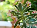 Closeup succulent plants with water drops ,Ghost Graptopetalum paraguayense cactus desert plants and green blurred background Royalty Free Stock Photo