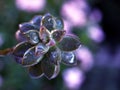 Closeup succulent plants with water drops ,Ghost Graptopetalum paraguayense cactus desert plants and purple blurred background Royalty Free Stock Photo