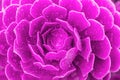 Closeup succulent purple plant cactus. echeveria