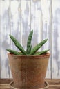 Closeup of succulent xerophytic plant with green cylyndrical leaves dracaena sanseviera eilensis in terracotta flower pot indoor