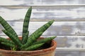 Closeup of succulent xerophytic plant with green cylyndrical leaves dracaena sanseviera eilensis in terracotta flower pot indoor