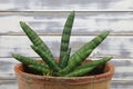 Closeup of succulent xerophytic plant with green cylyndrical leaves dracaena sanseviera eilensis in terracotta flower pot indoor