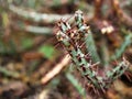 Closeup succulents cactus plants Euphorbia Aeruginosa Miniature saguaro