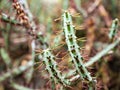 Closeup succulents cactus plants Euphorbia Aeruginosa Miniature saguaro