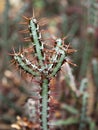 Closeup succulents cactus plants Euphorbia Aeruginosa Miniature saguaro