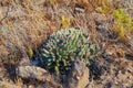 Closeup of succulents and wild dry grass growing in the mountainside. Indigineous South African plants, Fynbos and cacti
