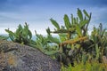 Closeup of succulents and wild grass growing between rocks on a mountain. Cacti growing on a boulder near Hout Bay in