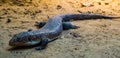 Closeup of a sudan plated lizard, tropical lizard specie from Africa Royalty Free Stock Photo