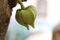 A closeup of sugar apple flowers