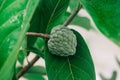 Closeup of a Sugar-apple fruit on its tree Royalty Free Stock Photo