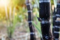 Closeup of sugarcane plants in growth at field Royalty Free Stock Photo