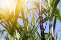 Close up of sugarcane plants in growth at field Royalty Free Stock Photo
