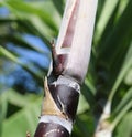 Close up of sugarcane plants in growth at field Royalty Free Stock Photo