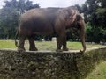 Closeup of a Sumatran elephant Royalty Free Stock Photo