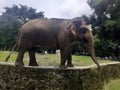 Closeup of a Sumatran elephant Royalty Free Stock Photo