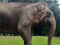 Closeup of a Sumatran elephant Royalty Free Stock Photo