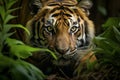 Closeup Sumatran tiger stealthily stalking in jungle Royalty Free Stock Photo