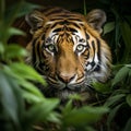 Closeup Sumatran tiger stealthily stalking in jungle Royalty Free Stock Photo