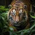 Closeup Sumatran tiger stealthily stalking in jungle Royalty Free Stock Photo