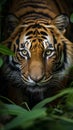 Closeup Sumatran tiger stealthily stalking in jungle Royalty Free Stock Photo