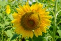 Closeup summer bright beautiful round yellow sunflower showing pollen pattern and soft petal with blurred green field background Royalty Free Stock Photo