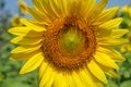 Closeup summer bright beautiful yellow happy sunflower showing pollen pattern and soft petal with blurred field and sky background Royalty Free Stock Photo