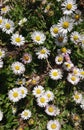 Summer Daisies Royalty Free Stock Photo