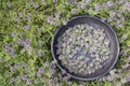 Summertime background of fresh thyme herbs in unique handmade ceramic bowl of black pottery