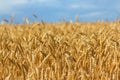 Summer golden wheat field under a blue cloudy sky Royalty Free Stock Photo