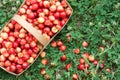 closeup Summer harvest of pink sweet cherries. basket with freshly picked cherry fruits standing on green grass. Delicious, juicy